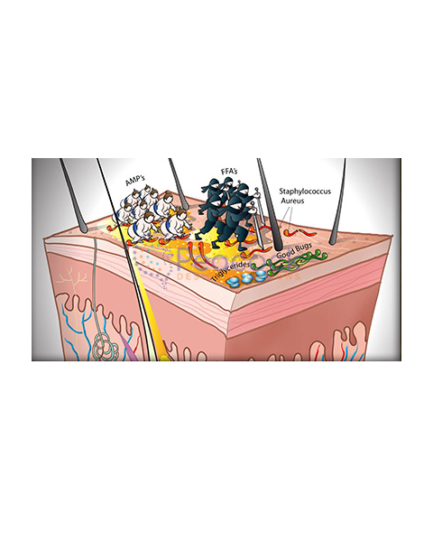 Medical illustration plate with a labelled anatomical cross-section